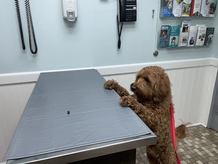 Greater Annapolis Veterinary Hospital Picture 7