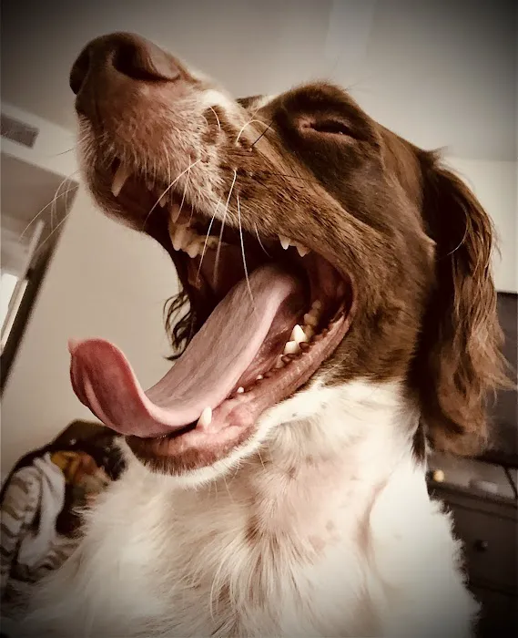 Greater Annapolis Veterinary Hospital Picture 2