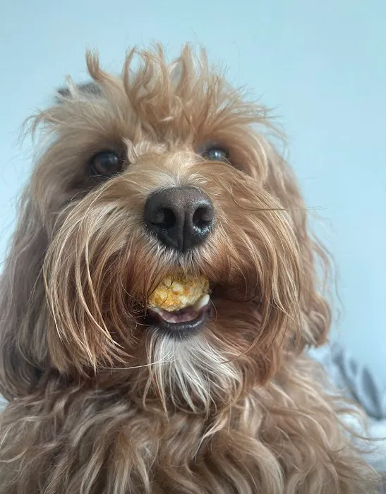 Chef Wuau - Meatballs for your Dog (Hollywood) Picture 5