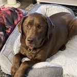 VCA South Arundel Animal Hospital