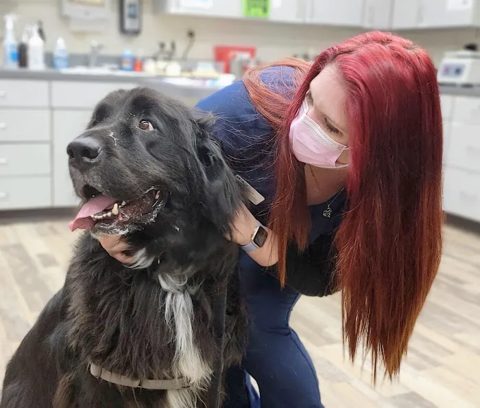 VCA South Arundel Animal Hospital Picture 4