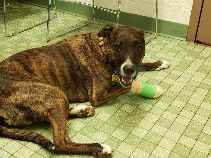 VCA South Arundel Animal Hospital Picture 9