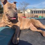 Severn River Animal Hospital