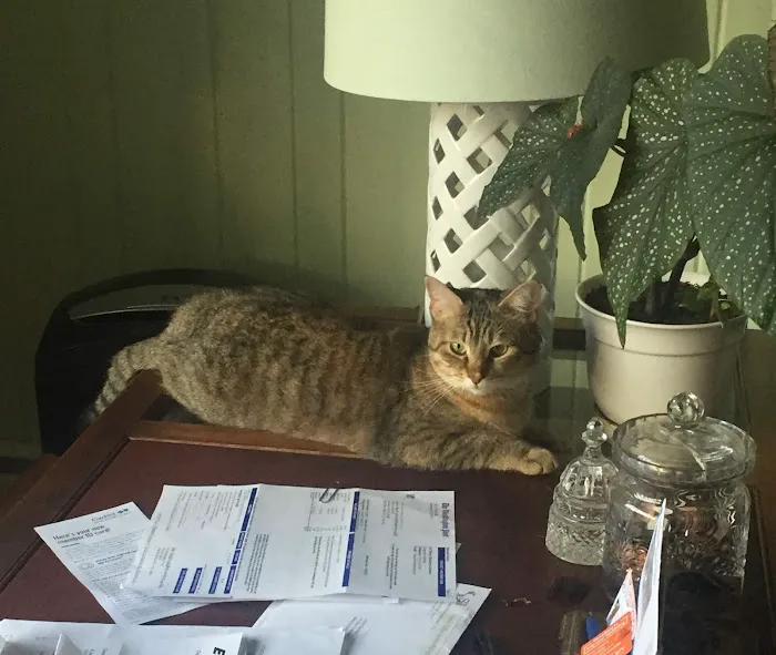 Severn River Animal Hospital Picture 7