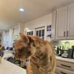Alexander Animal Hospital