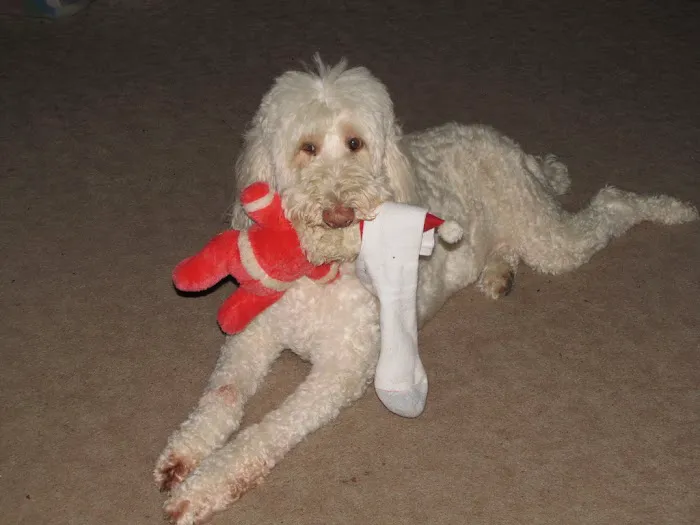 Alexander Animal Hospital Picture 4