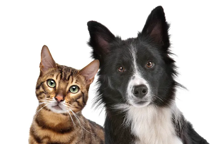 Alexander Animal Hospital Picture 6