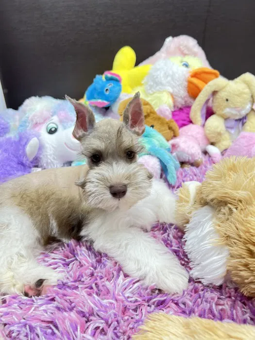 puppies and birds Picture 6