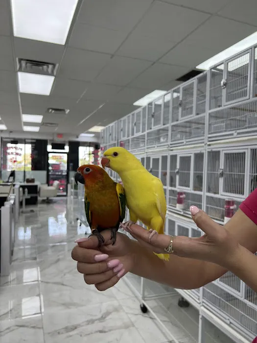 puppies and birds Picture 5