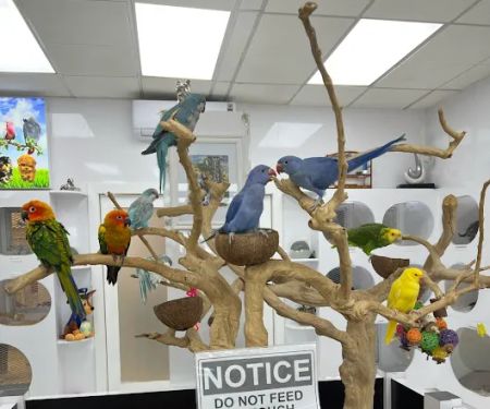 puppies and birds