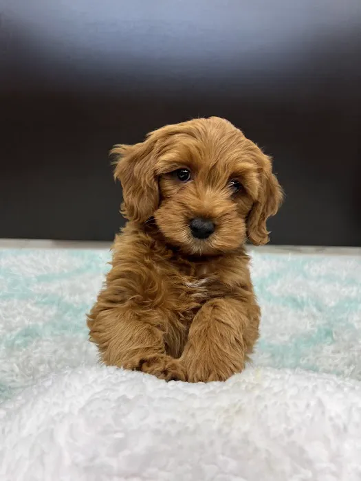 puppies and birds Picture 3