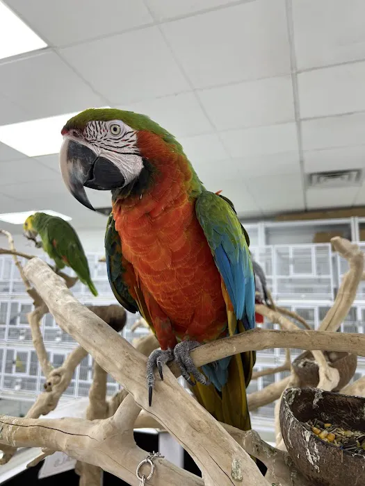 puppies and birds Picture 8