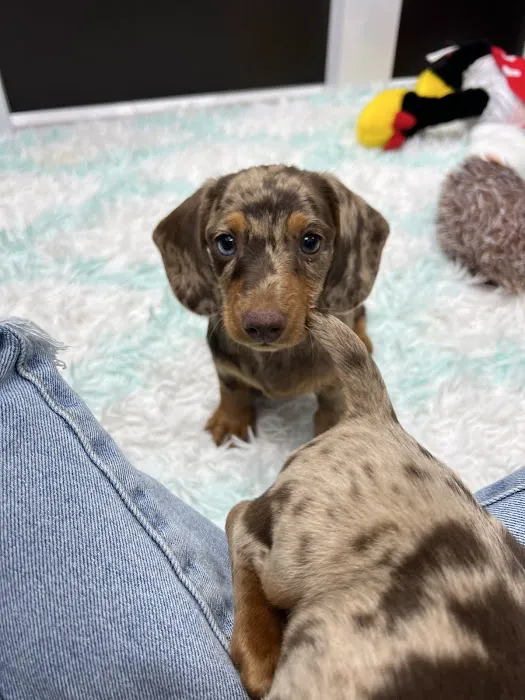 puppies and birds Picture 2