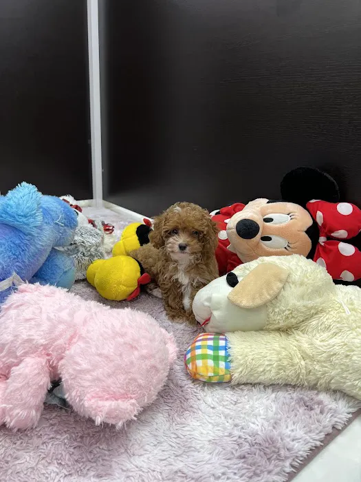 puppies and birds Picture 4