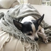 Happy Tails Veterinary Hospital ico