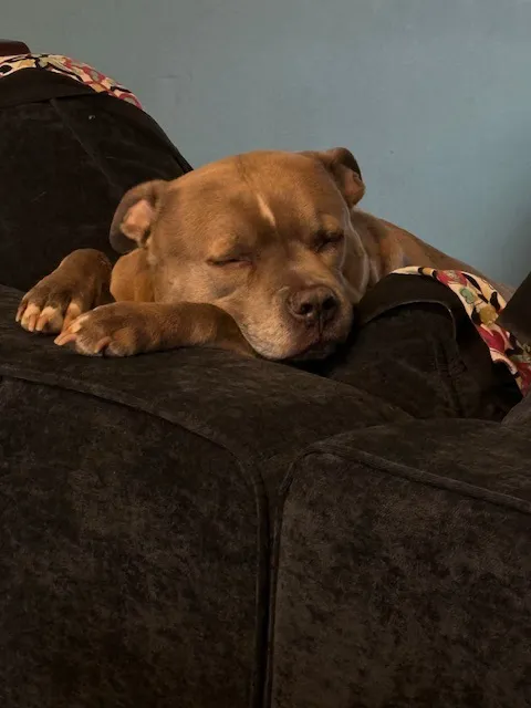 Happy Tails Veterinary Hospital Picture 5