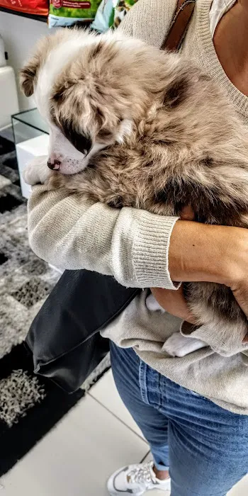Puppies Secret Picture 2