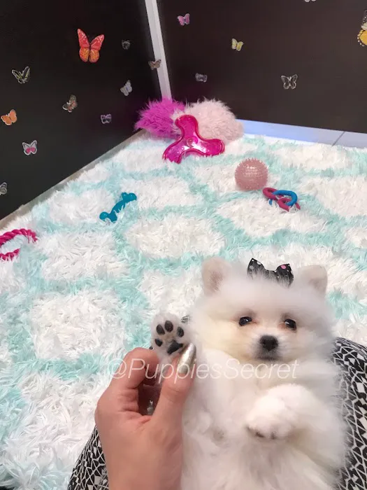 Puppies Secret Picture 10
