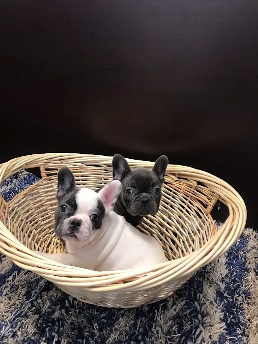 Puppies Secret Picture 9
