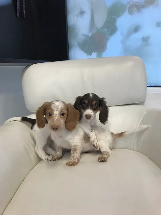 Puppies Secret Picture 3
