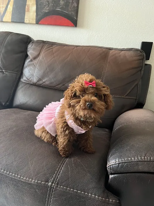 Puppies Secret Picture 4