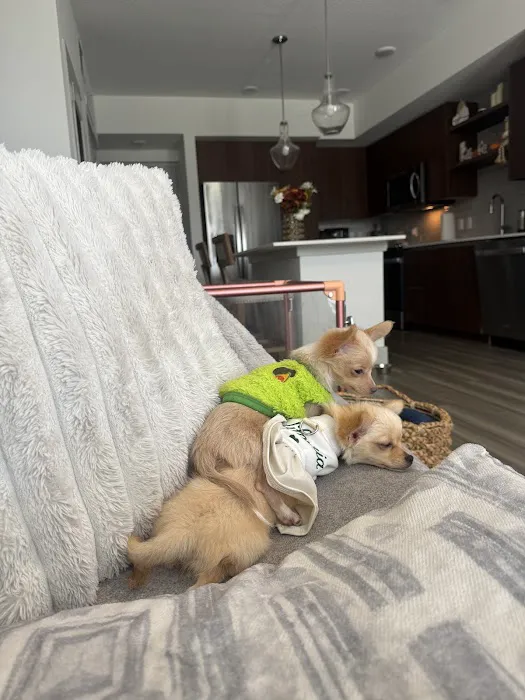 Puppies Secret Picture 7