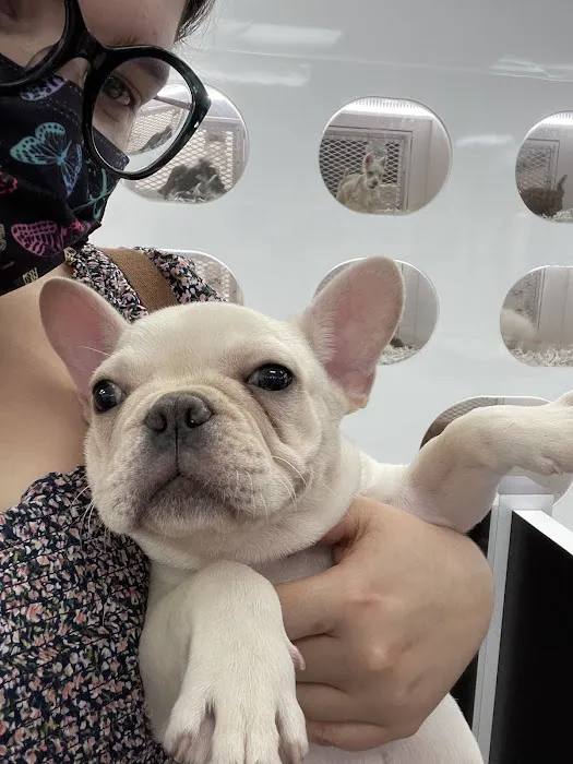 Puppies Secret Picture 1