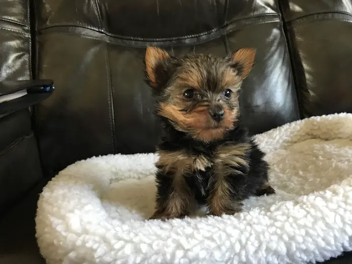 Puppies Secret Picture 8