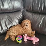Pet Paradise Boutique