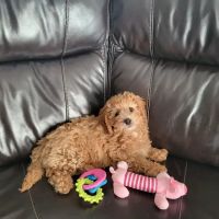Pet Paradise Boutique ico