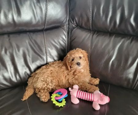 Pet Paradise Boutique