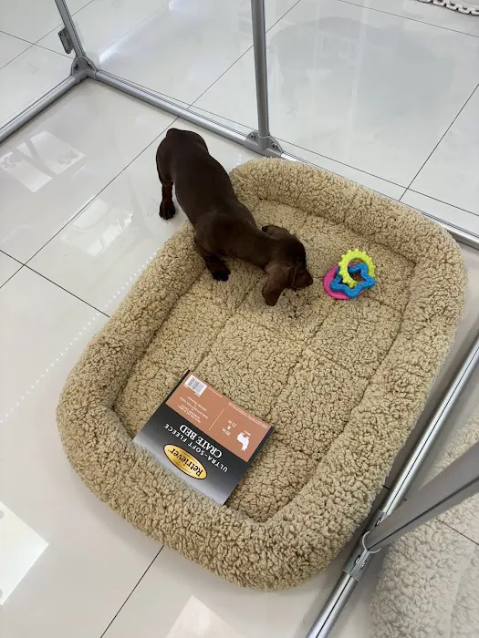 Pet Paradise Boutique Picture 3