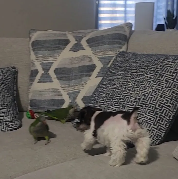 Pet Paradise Boutique Picture 7