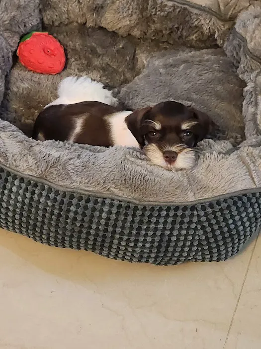 Pet Paradise Boutique Picture 4