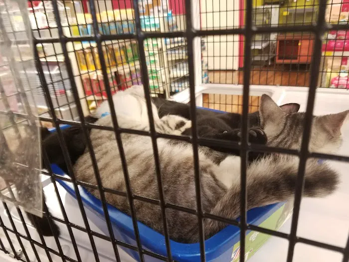 Pet Supermarket Picture 5