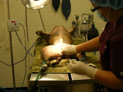 Bay Country Veterinary Hospital Picture 3