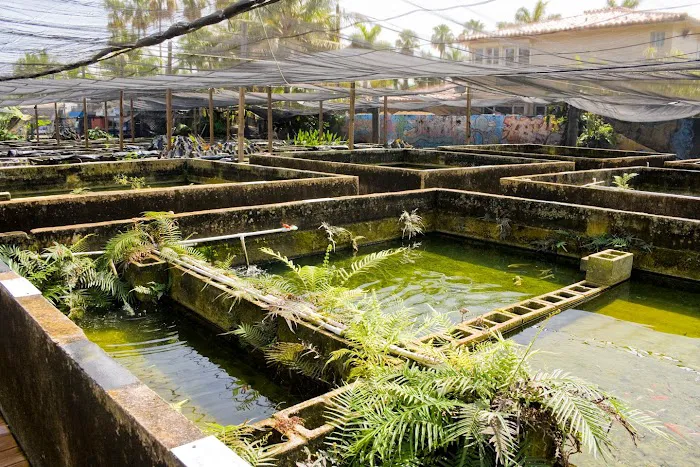 Neighborhood Fish Farm Picture 1
