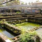 Neighborhood Fish Farm