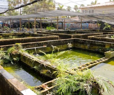 Neighborhood Fish Farm