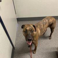 Pasadena Animal Hospital ico