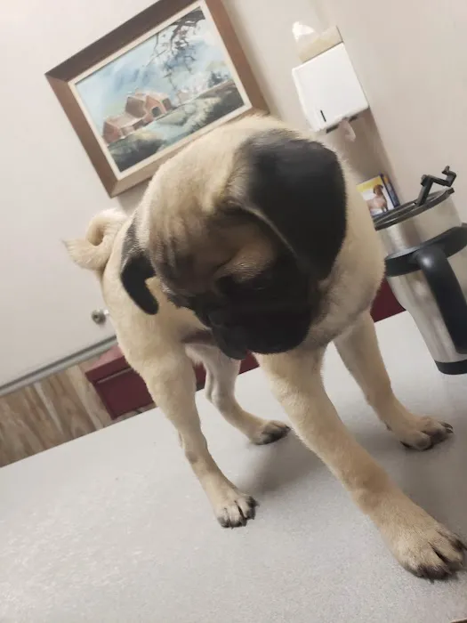 Pasadena Animal Hospital Picture 6