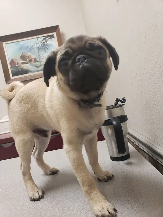 Pasadena Animal Hospital Picture 8