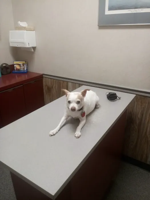 Pasadena Animal Hospital Picture 10