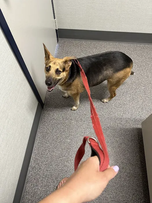 Pasadena Animal Hospital Picture 4