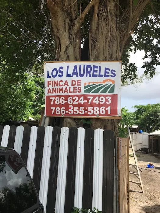 Los laureles Picture 2