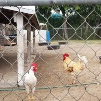 El Canario Farm ico