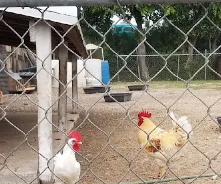 El Canario Farm