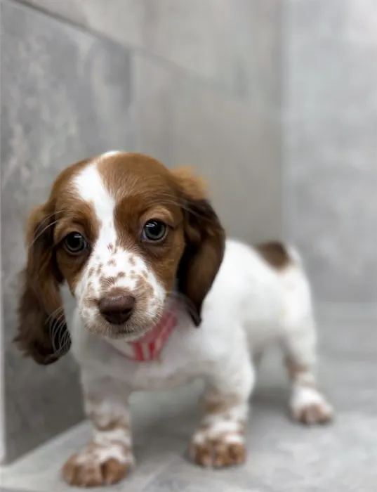 Amore Pet Grooming Kendall Picture 1