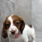Amore Pet Grooming Kendall
