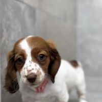 Amore Pet Grooming Kendall ico